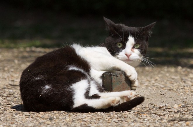 Photo de Chat domestique