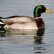 Photo de Canard colvert