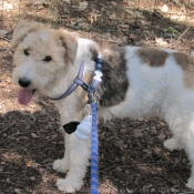 Photo de Fox terrier  poil dur