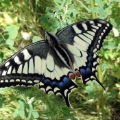 Photo de Papillon - machaon