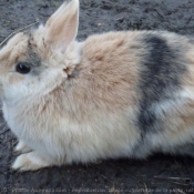 Photo de Lapin