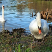 Photo de Cygne