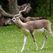 Photo d'Antilope