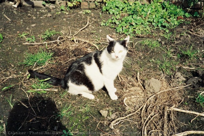 Photo de Chat domestique