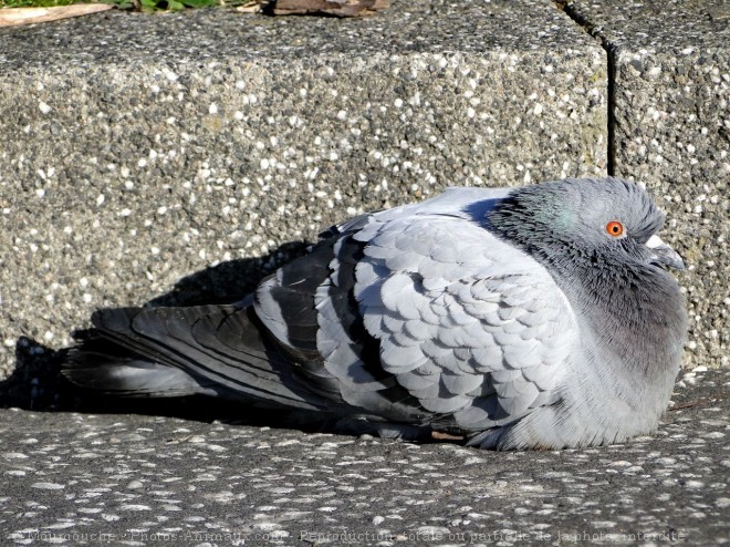 Photo de Pigeon