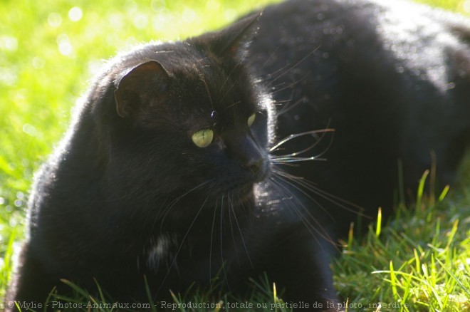 Photo de Chat domestique