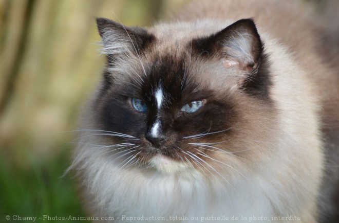 Photo de Ragdoll