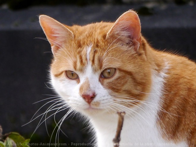 Photo de Chat domestique