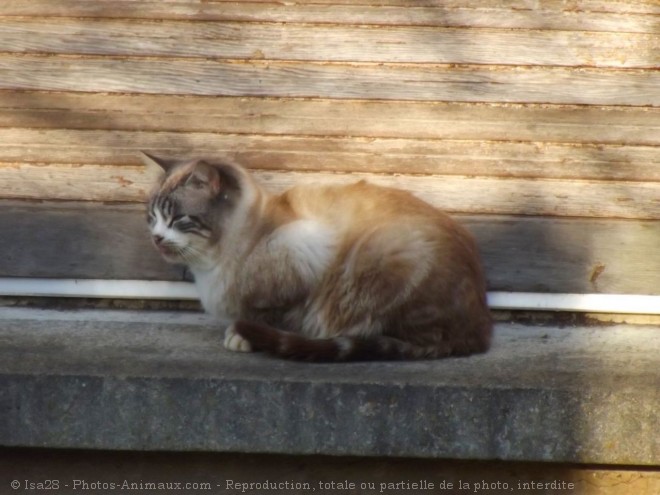 Photo de Chat domestique