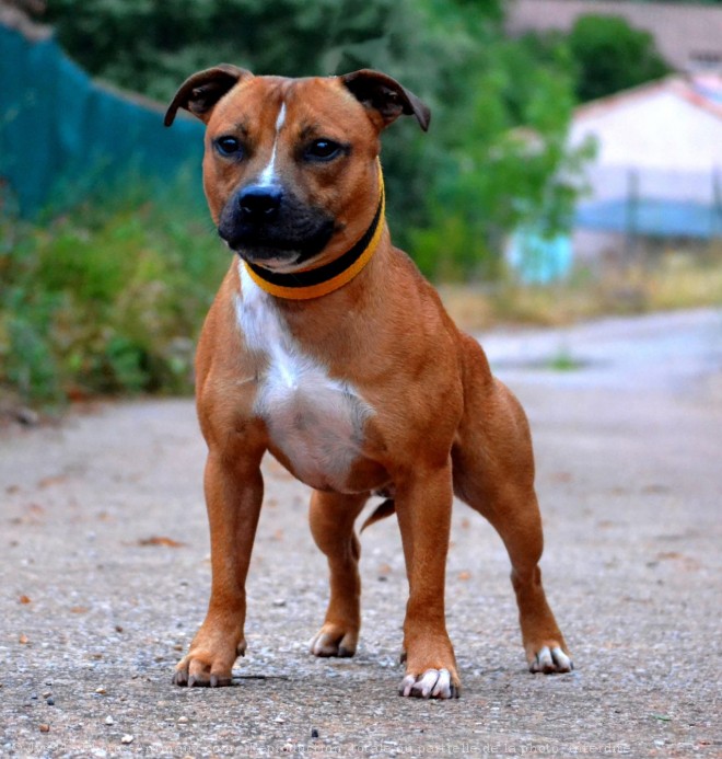 Photo de Staffordshire bull terrier