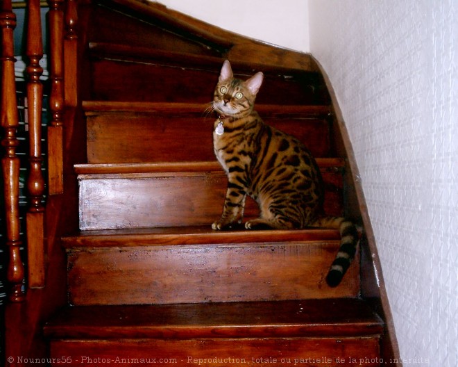 Photo de Bengal