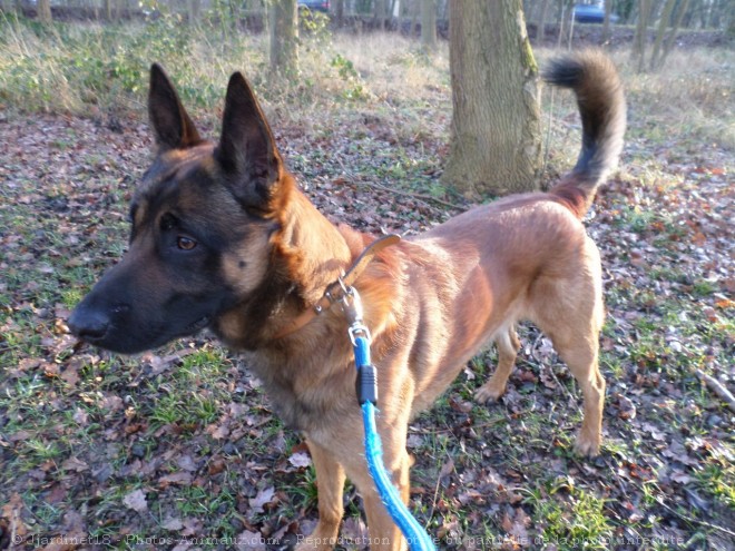 Photo de Berger belge malinois