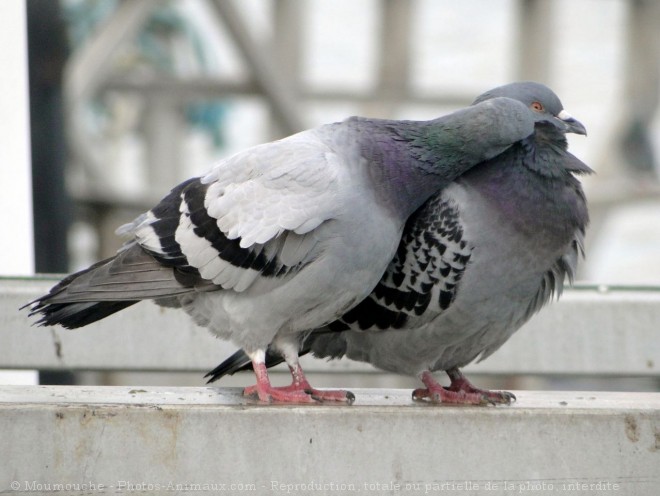 Photo de Pigeon