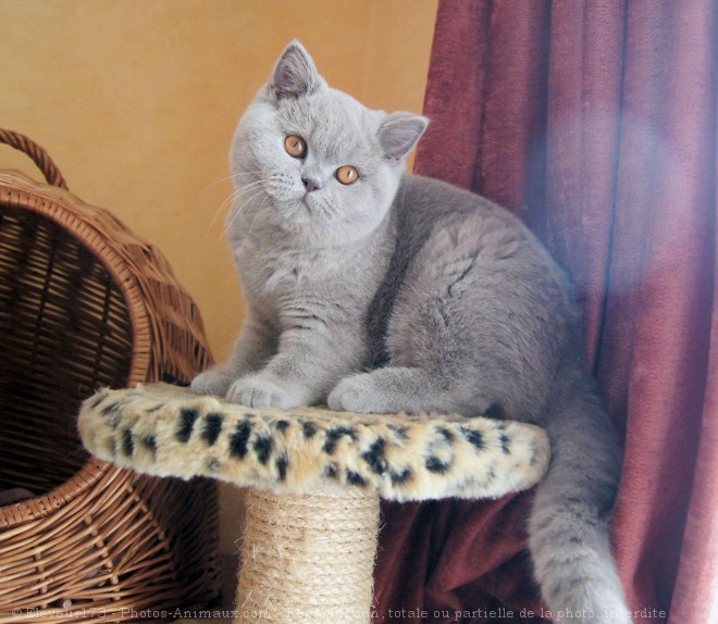 Photo de British shorthair