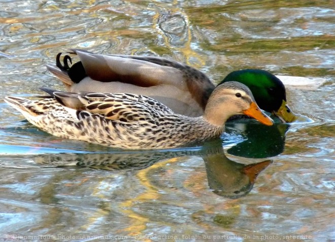 Photo de Canard colvert