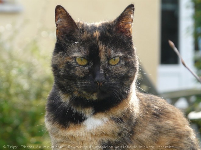 Photo de Chat domestique