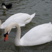 Photo de Cygne