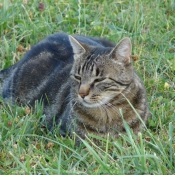 Photo de Chat domestique