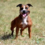 Photo de Staffordshire bull terrier