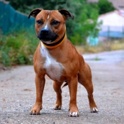 Photo de Staffordshire bull terrier