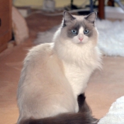 Photo de Ragdoll