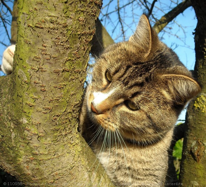 Photo de Chat domestique