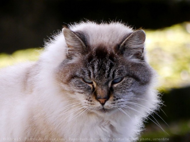 Photo de Chat domestique