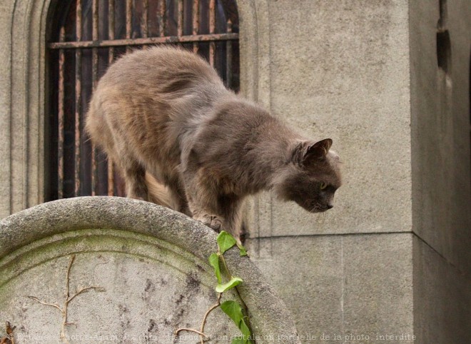 Photo de Chat domestique