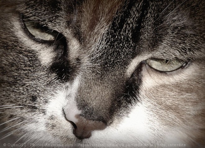 Photo de Chat domestique