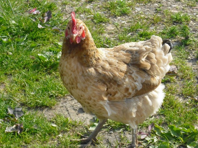 Photo de Poule