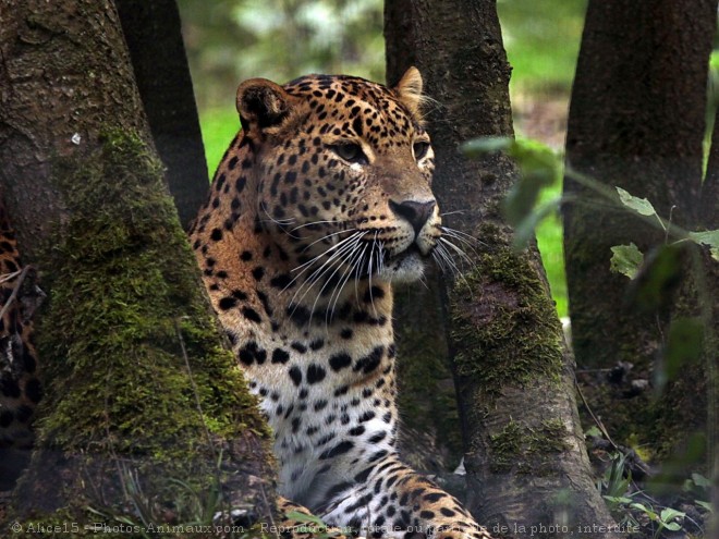 Photo de Jaguar