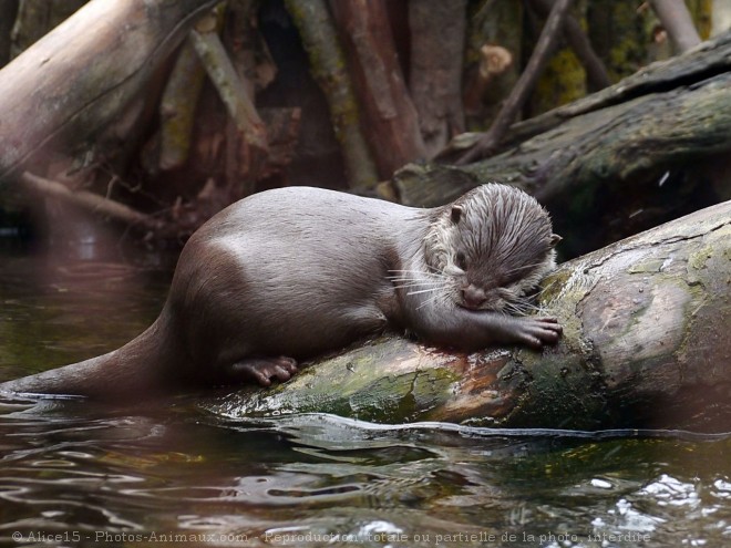 Photo de Loutre