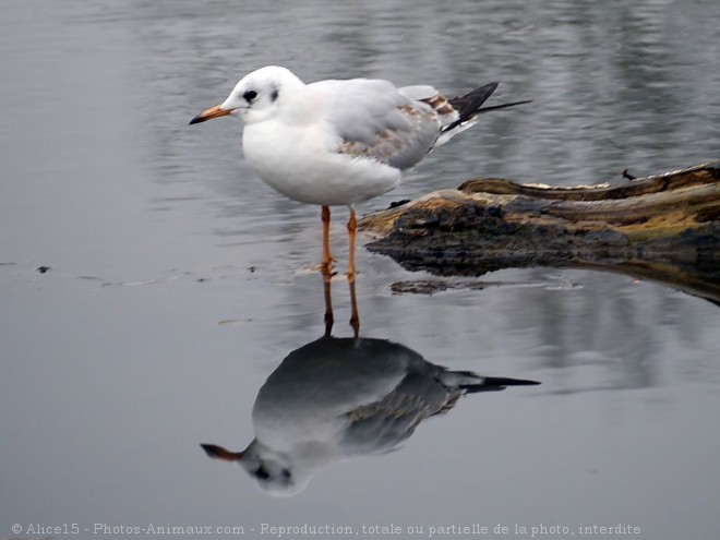 Photo de Mouette