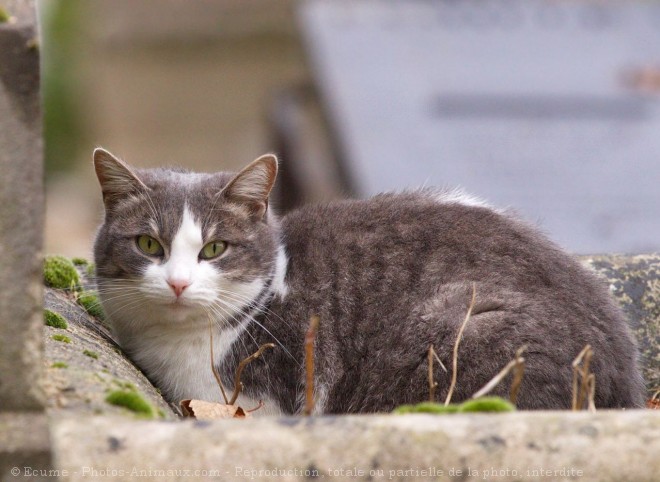 Photo de Chat domestique