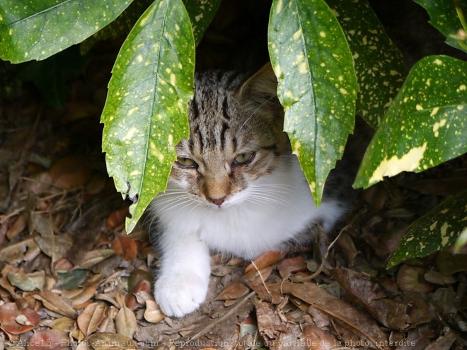 Photo de Chat domestique