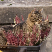 Photo de Chat domestique