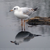 Photo de Mouette