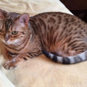 Photo de Bengal