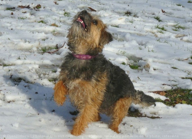 Photo de Border terrier