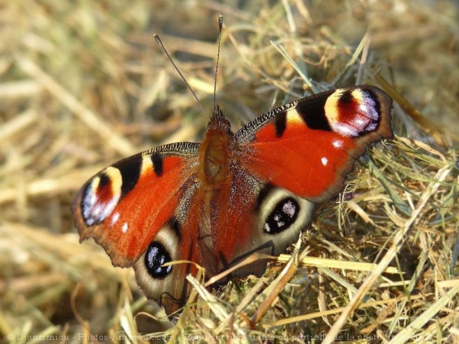 Photo de Papillon - paon du jour