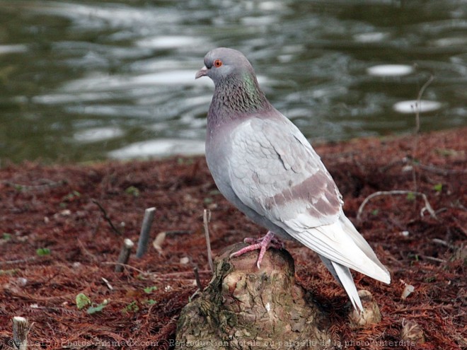 Photo de Pigeon