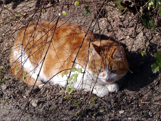 Photo de Chat domestique