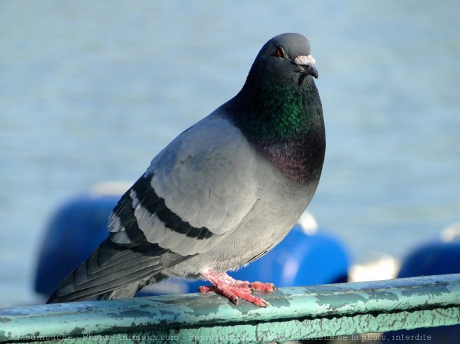 Photo de Pigeon