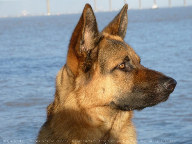 Photo de Berger allemand  poil court