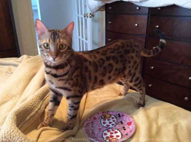 Photo de Bengal