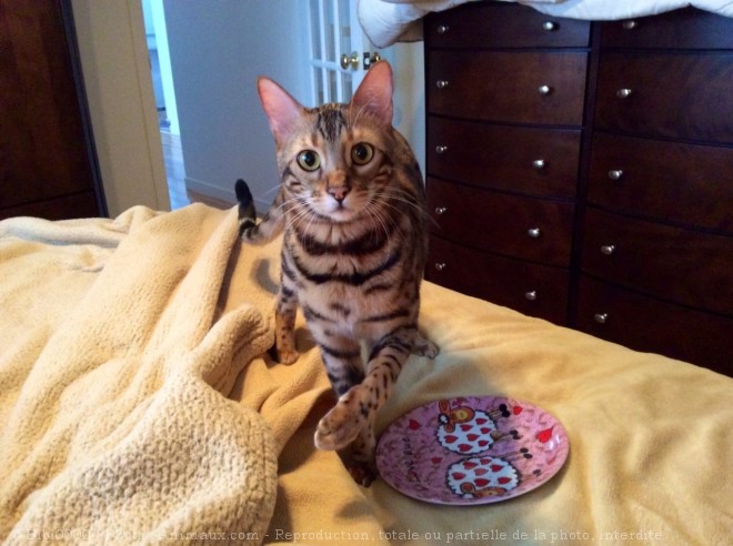 Photo de Bengal