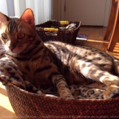 Photo de Bengal