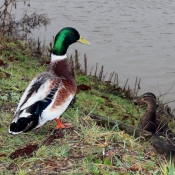 Photo de Canard