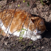 Photo de Chat domestique