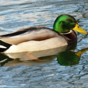 Photo de Canard colvert